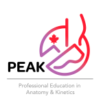 Professional Education in Anatomy & Kinetics (PEAK) Workshop - Upper Extremity